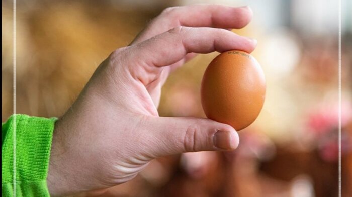 Eine Hand hält ein rohes Ei